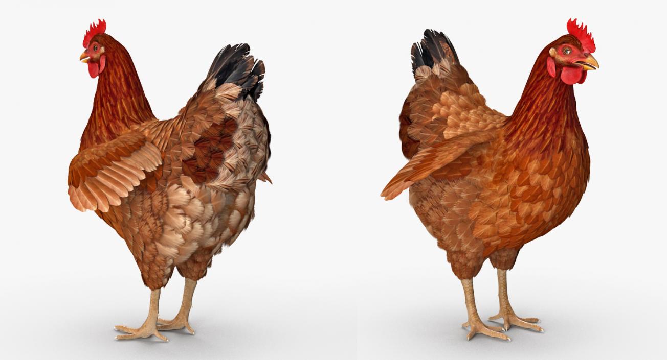 3D model Brown Chicken Rigged