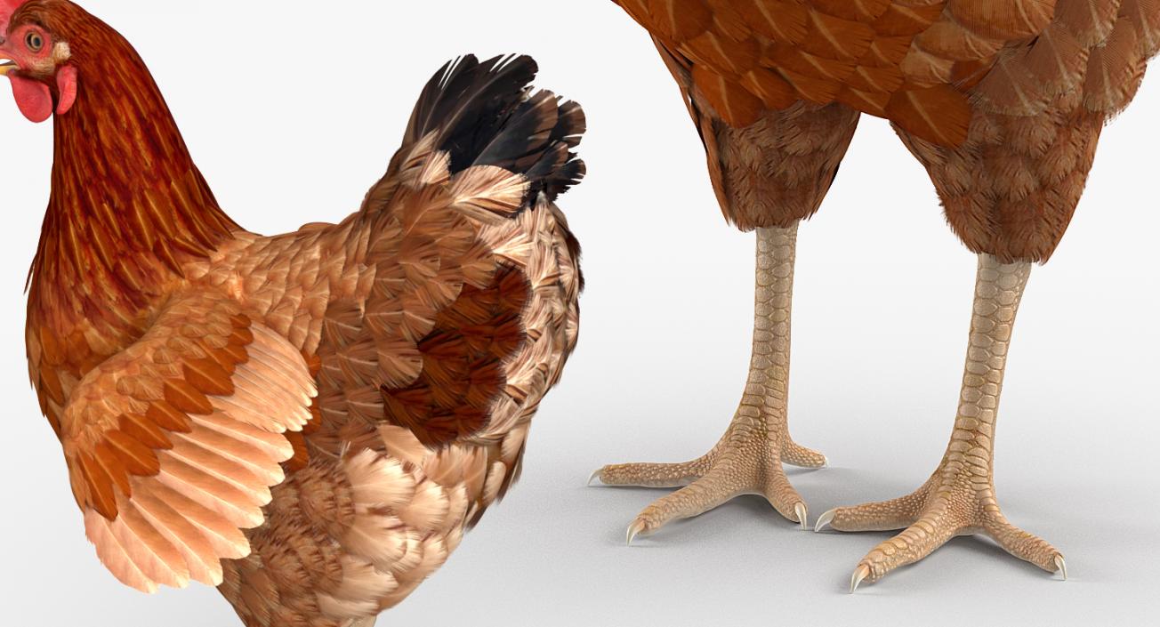 3D model Brown Chicken Rigged
