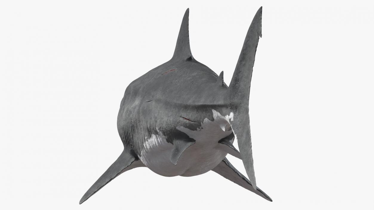 Megalodon Attacking Pose 3D model