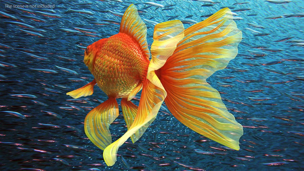 3D Orange Fancy Fantail Goldfish Swimming Pose model