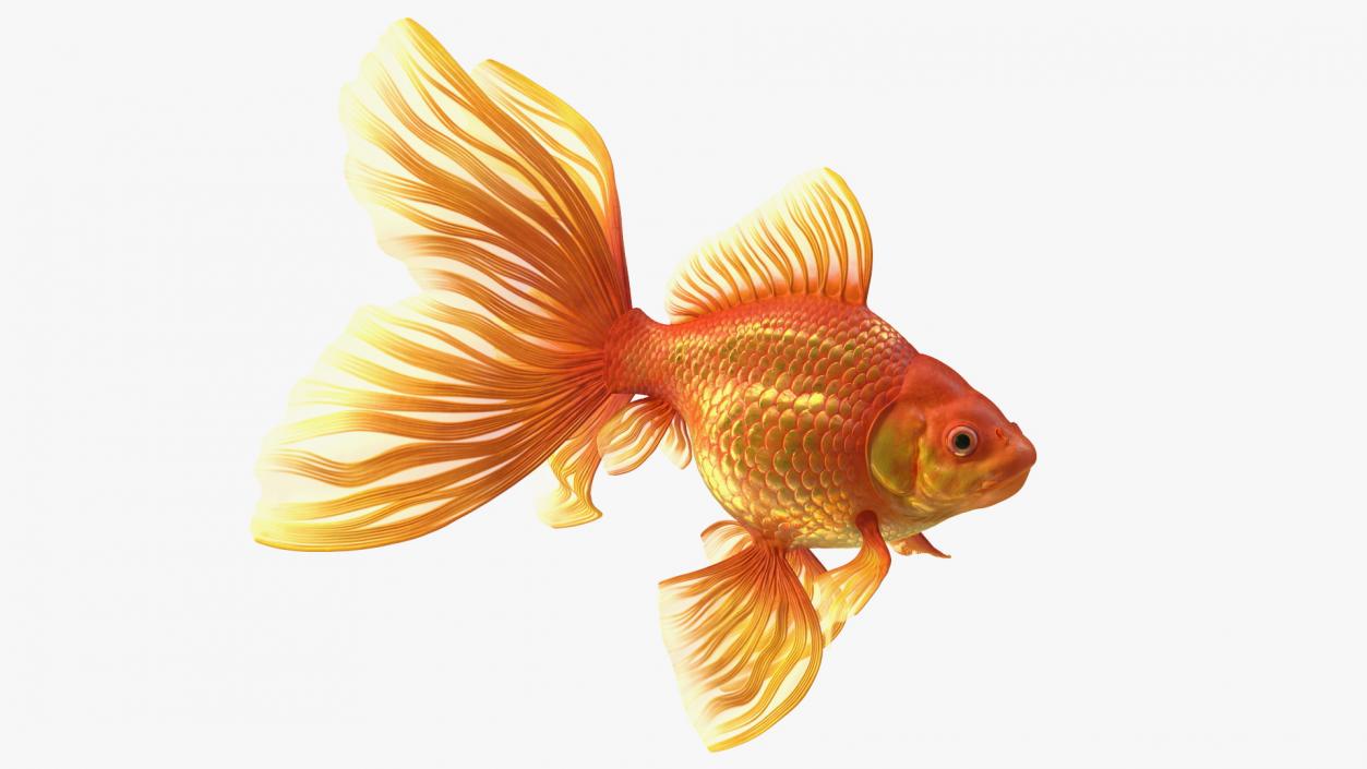3D Orange Fancy Fantail Goldfish Swimming Pose model