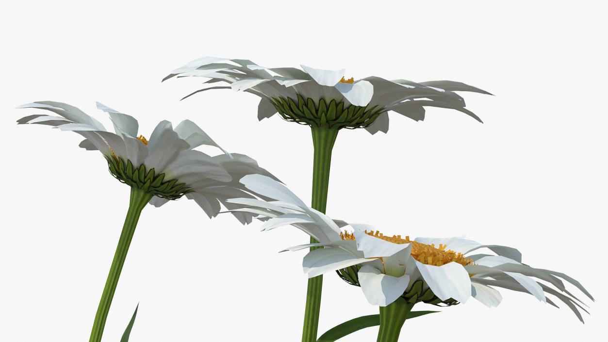 Leucanthemum Vulgare Flowers Set 3D