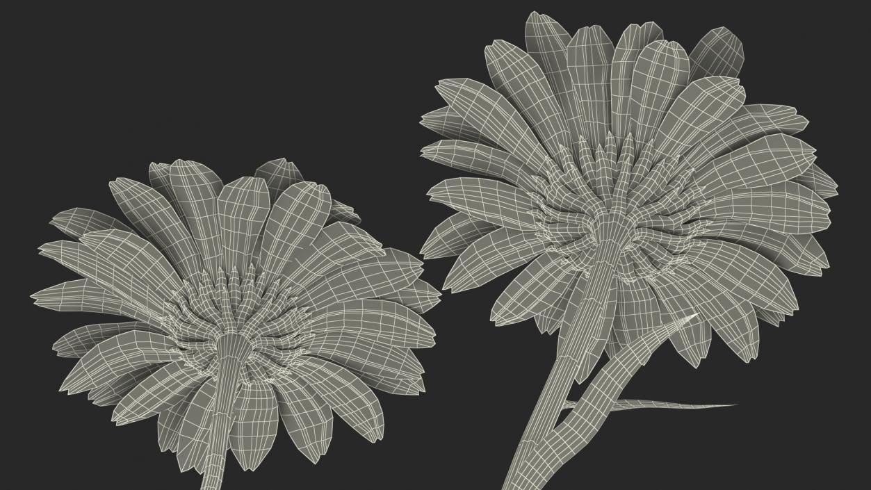 Leucanthemum Vulgare Flowers Set 3D