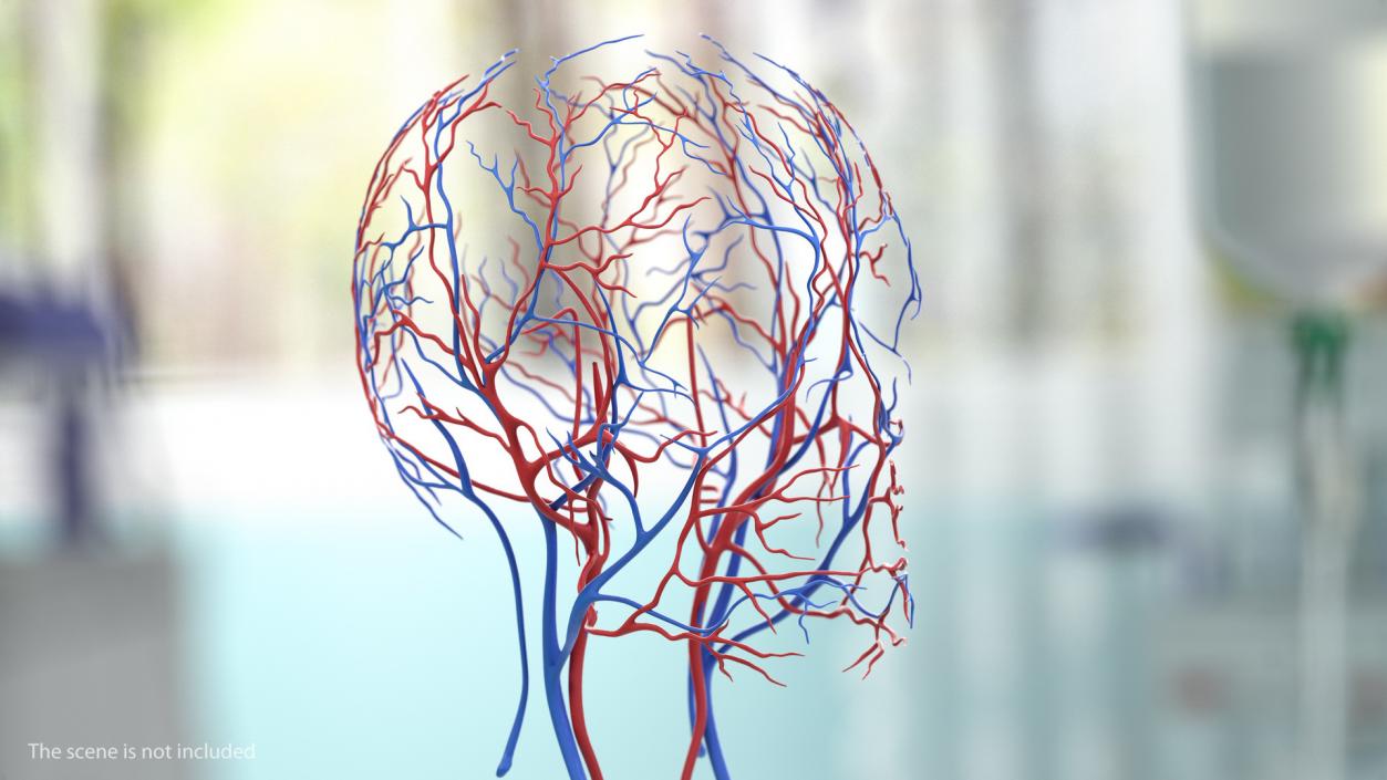 Human Head Cardiovascular System 3D
