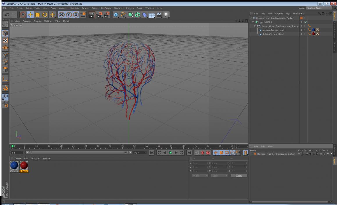 Human Head Cardiovascular System 3D