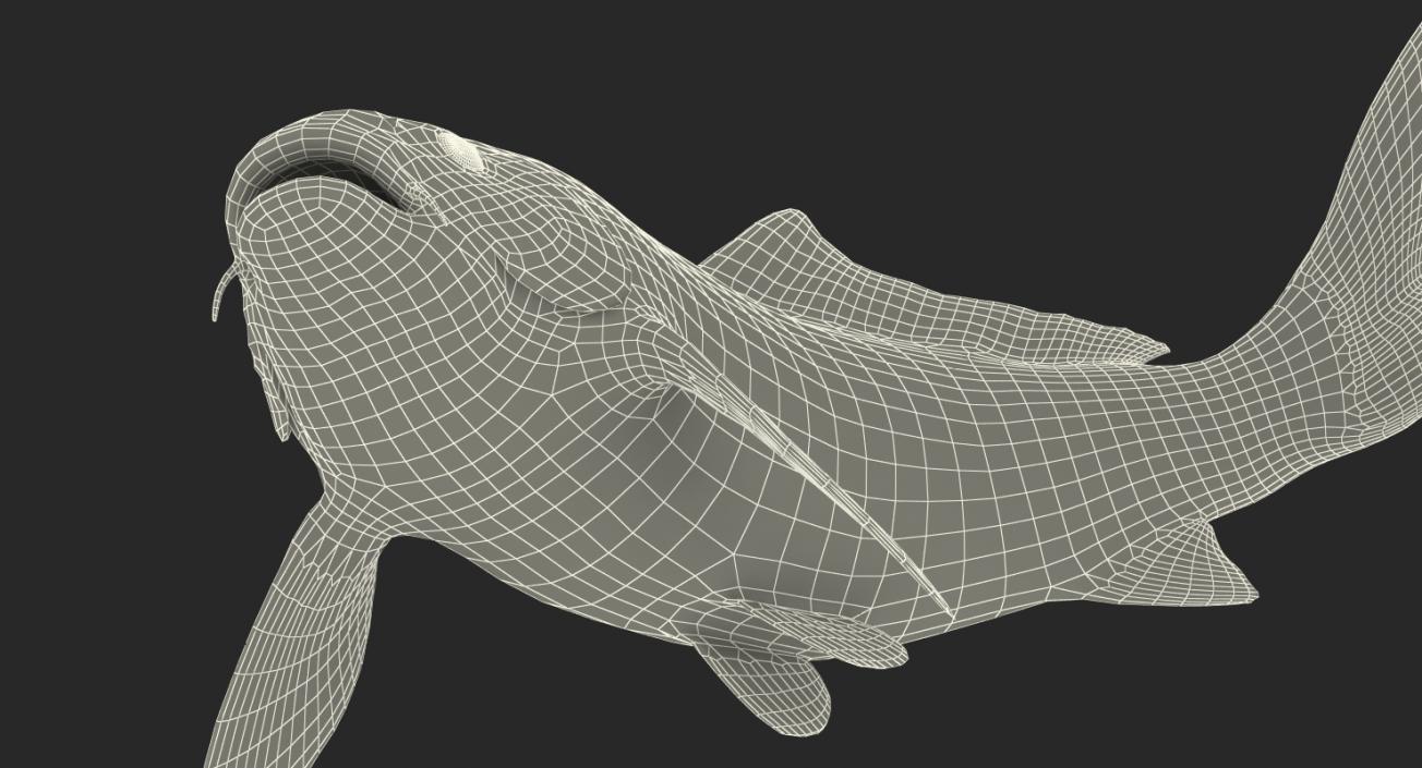 3D model Harivake Koi Fish Swiming Pose