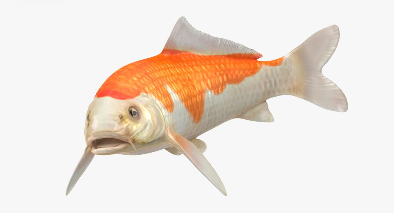 3D model Harivake Koi Fish Swiming Pose