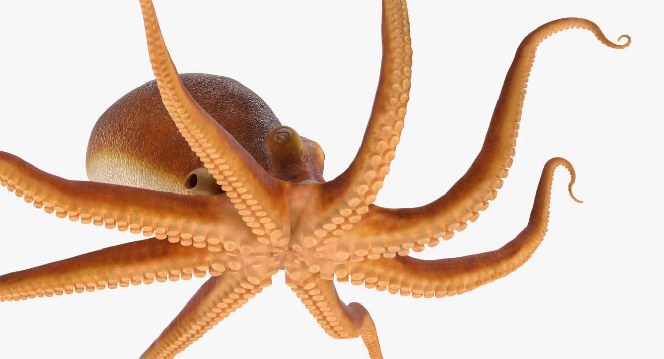 3D Octopus Crawling Pose