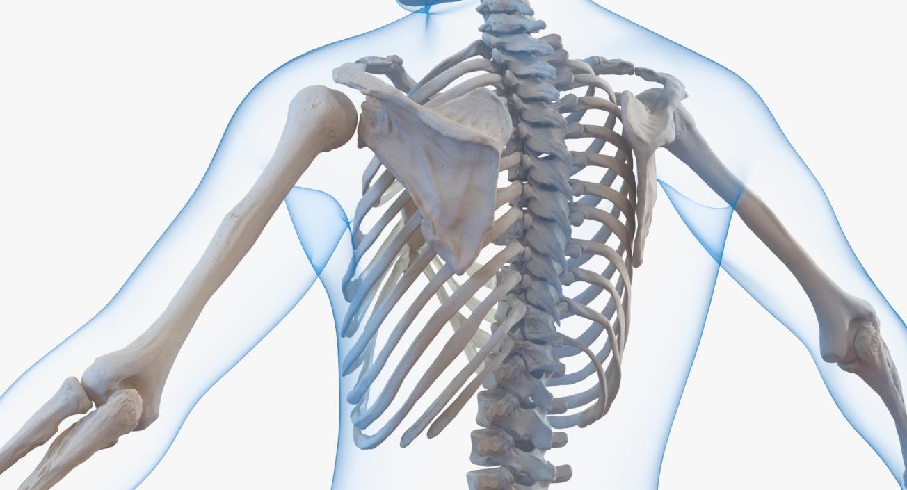 3D Male Body with Skeleton model