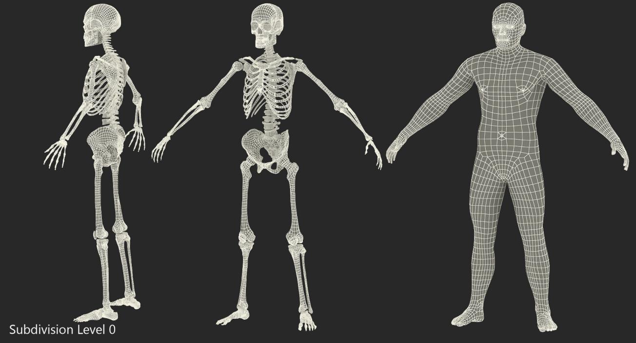 3D Male Body with Skeleton model