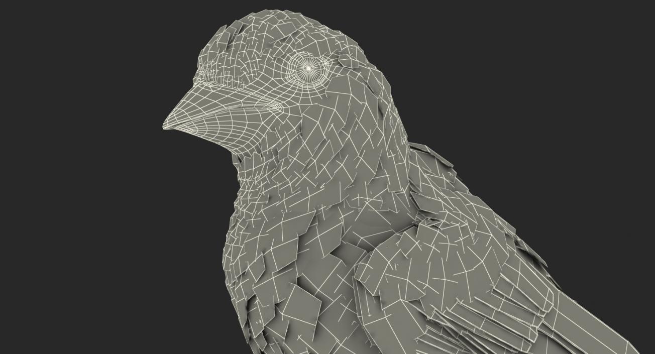 3D model House Sparrow Rigged