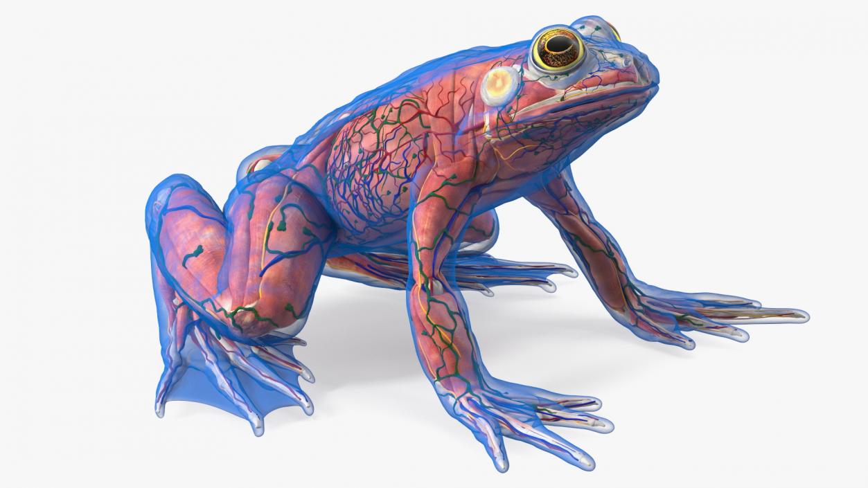 3D Frog Anatomy Complete Body Transparent Skin model