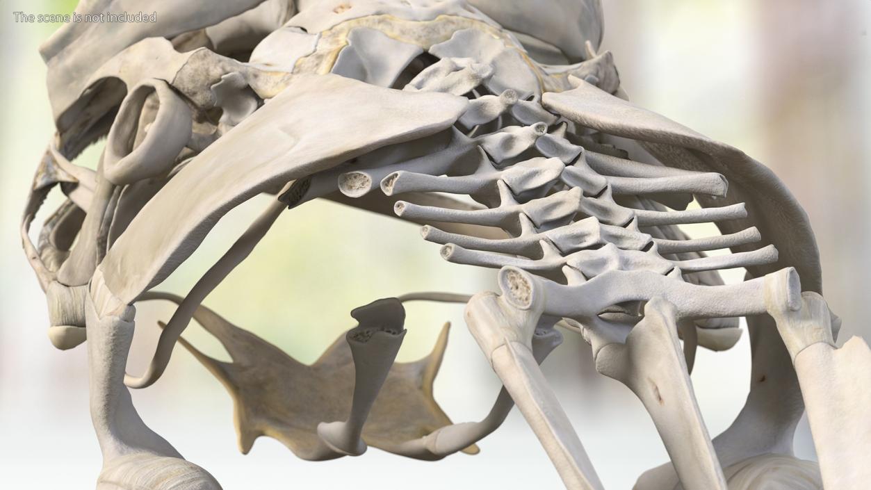 3D Frog Anatomy Complete Body Transparent Skin model