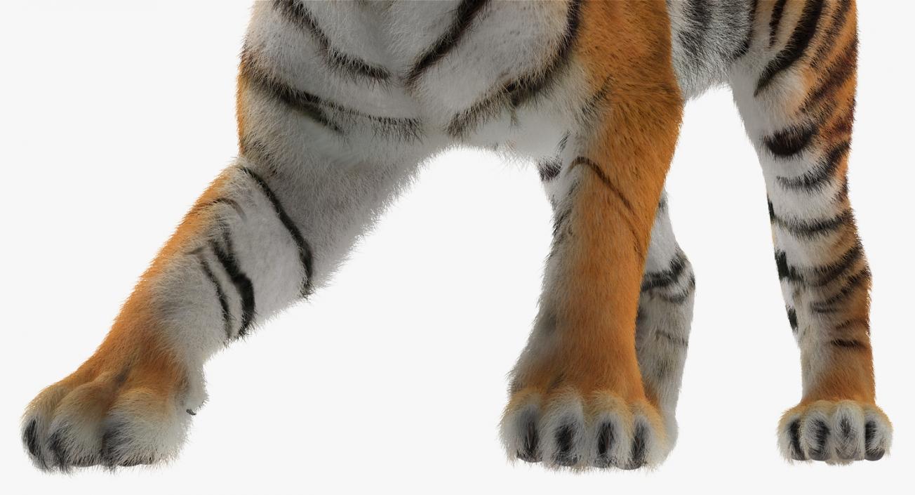 Tiger Roar with Fur 3D model