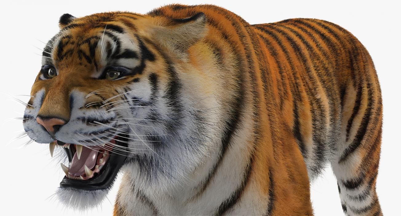 Tiger Roar with Fur 3D model