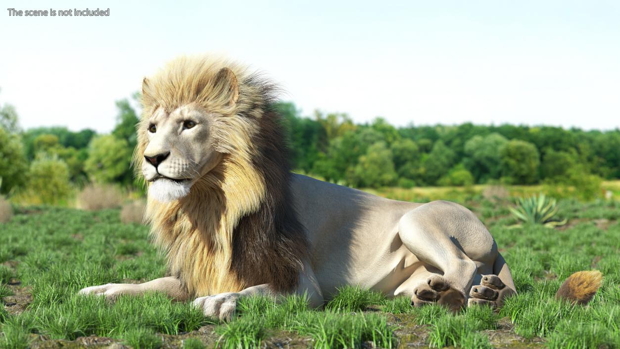 3D model White Male Lion Lying Pose Fur