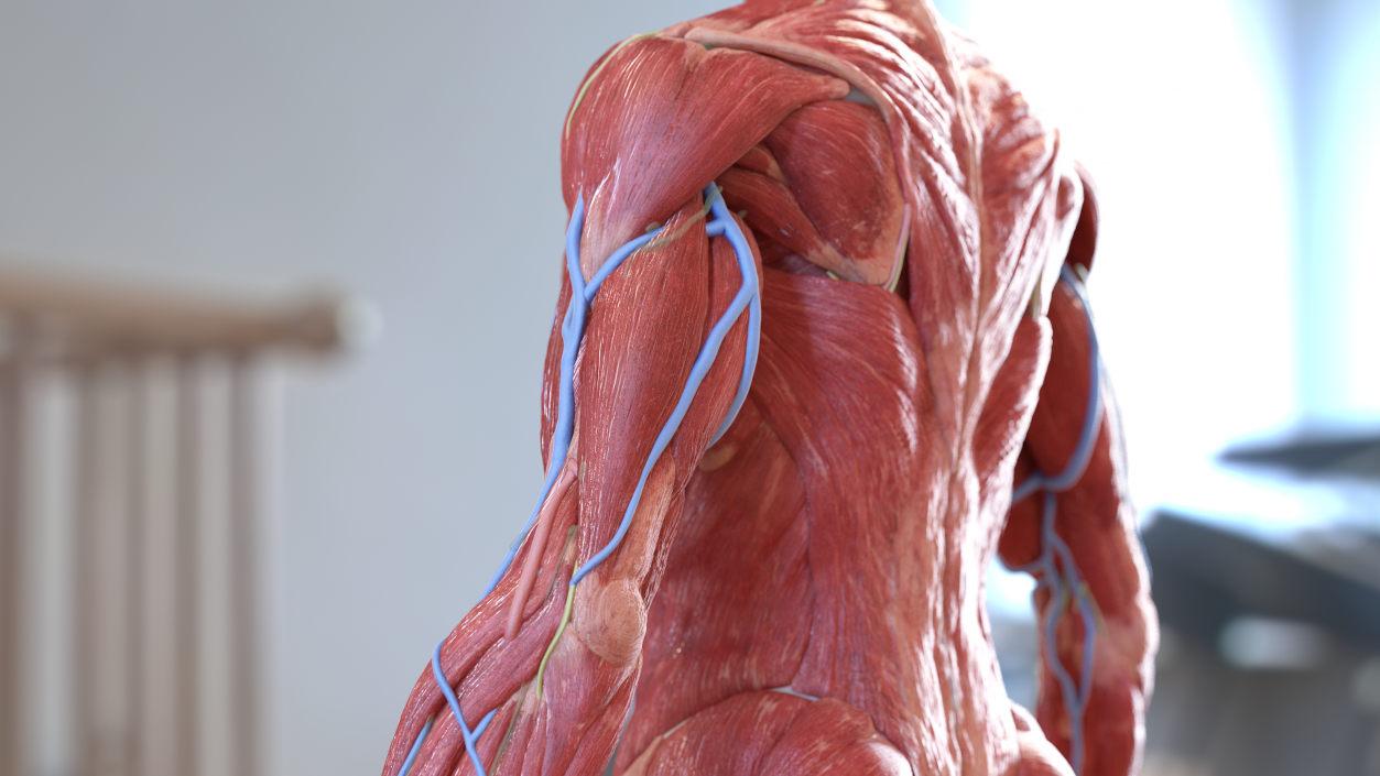 Male Arm Muscular System 3D model