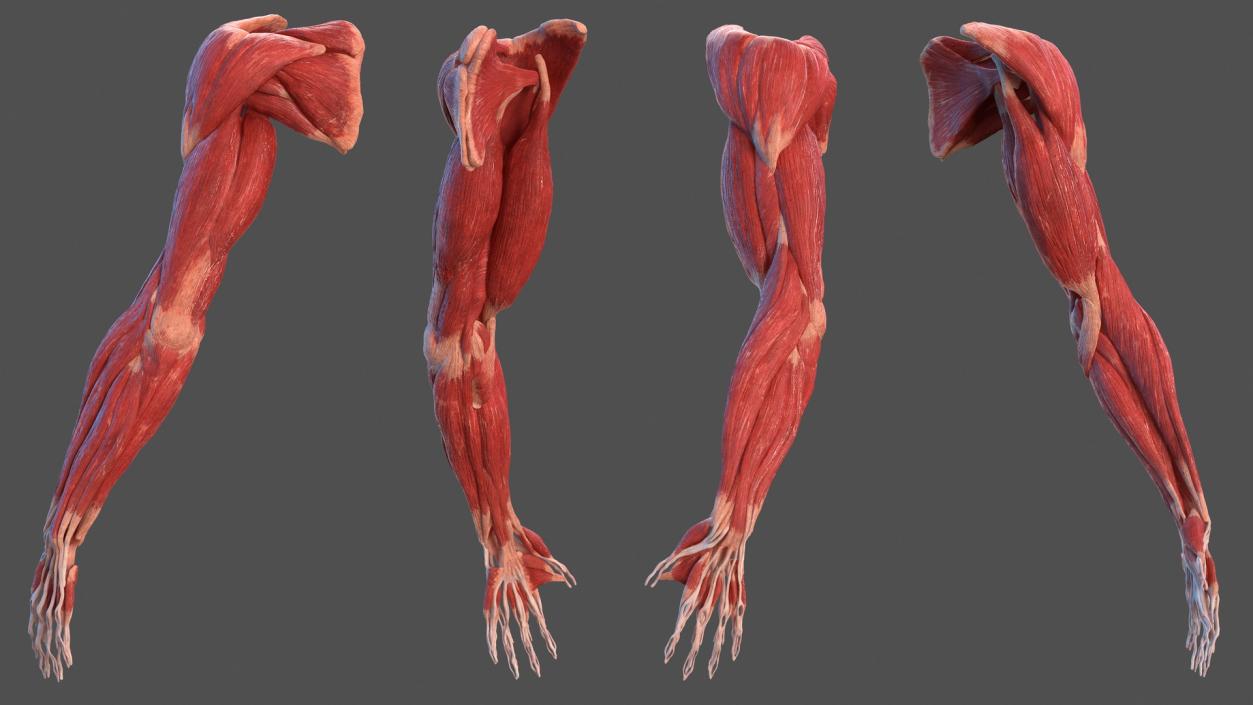Male Arm Muscular System 3D model