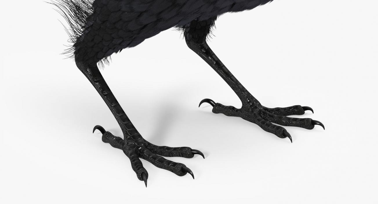 3D Raven Corvus Standing Pose
