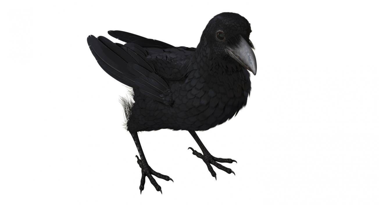 3D Raven Corvus Standing Pose