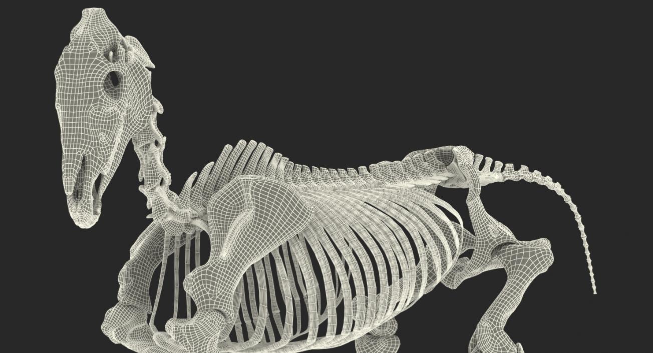 Horse Skeleton Running Pose 3D