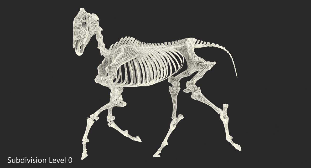 Horse Skeleton Running Pose 3D