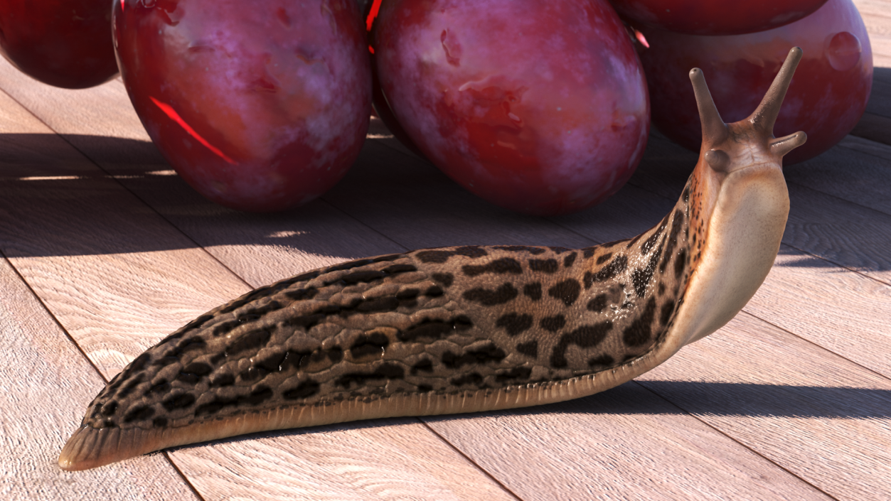 Leopard Slug Reaching Up 3D model