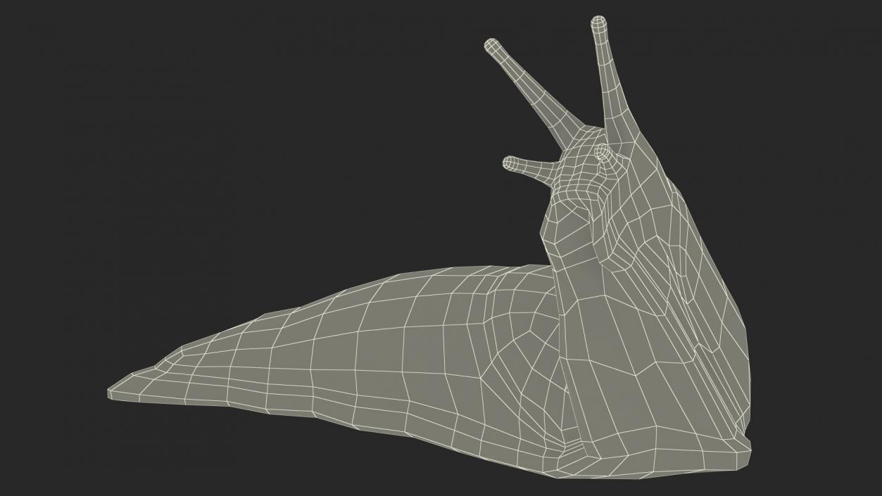 Leopard Slug Reaching Up 3D model