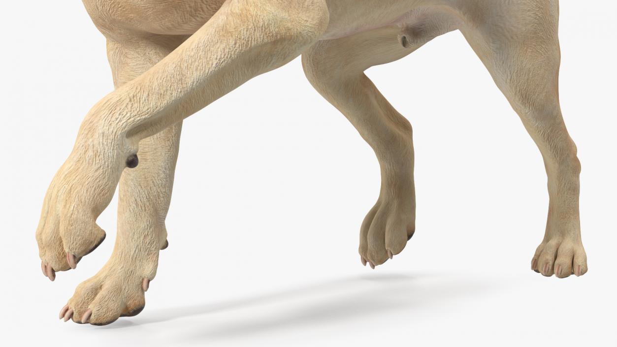 3D Labrador Dog White Walking