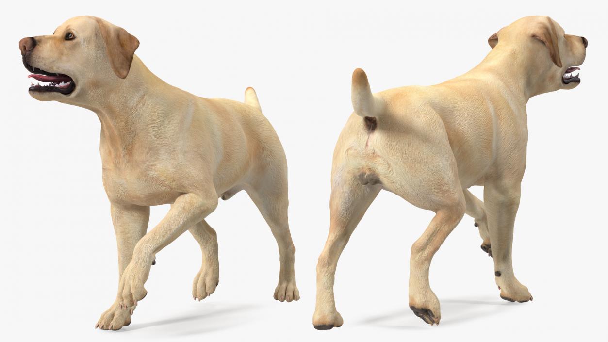 3D Labrador Dog White Walking