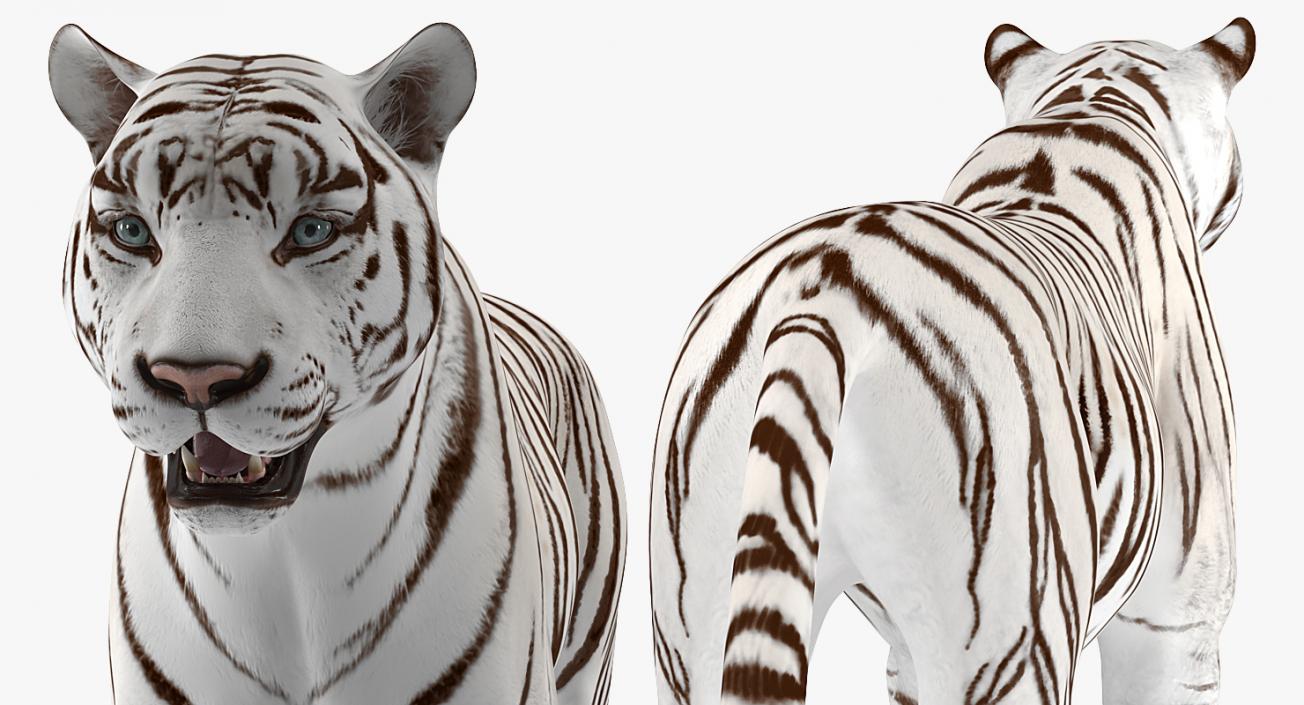 3D White Tiger