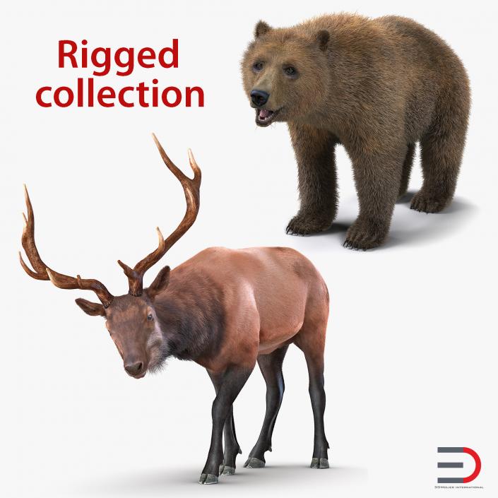 3D model Bear and Elk Rigged Collection