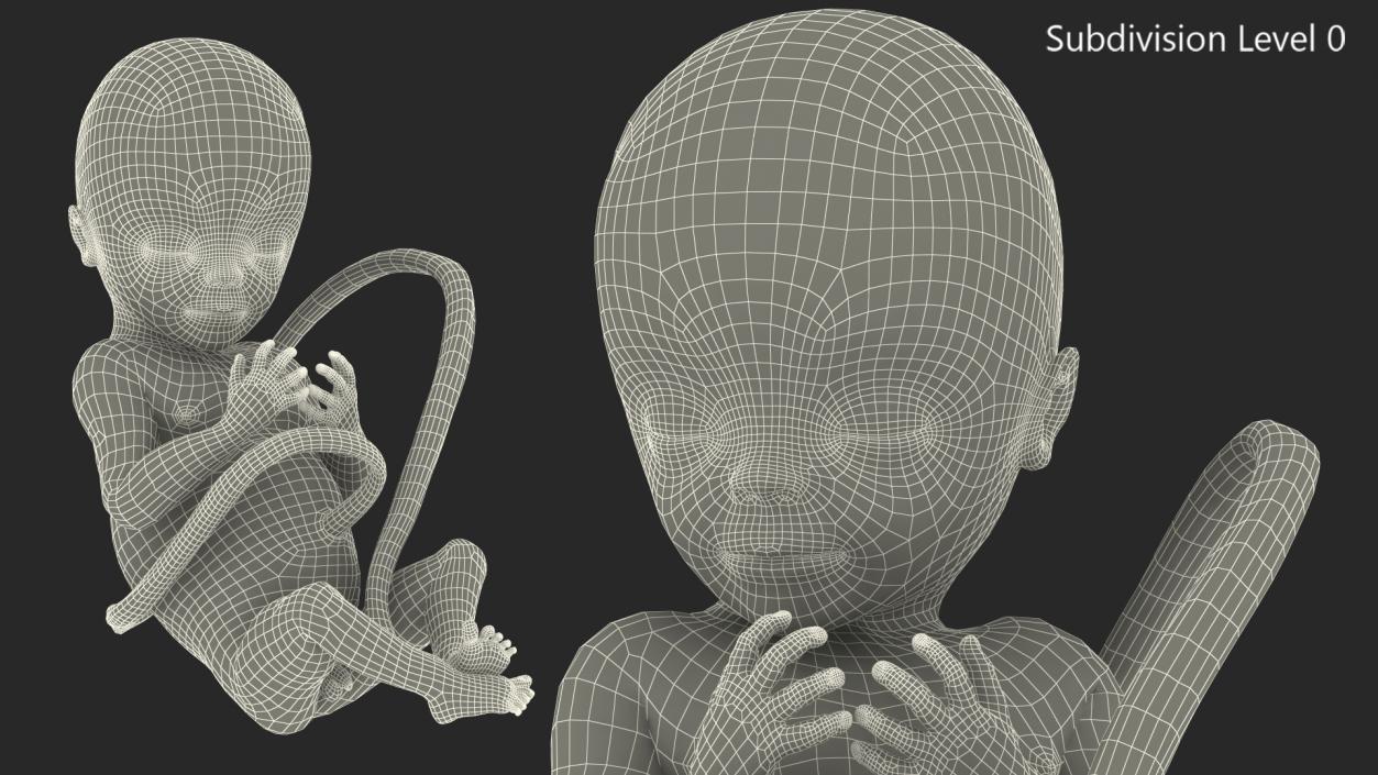 3D Human Fetus at 20 Weeks model