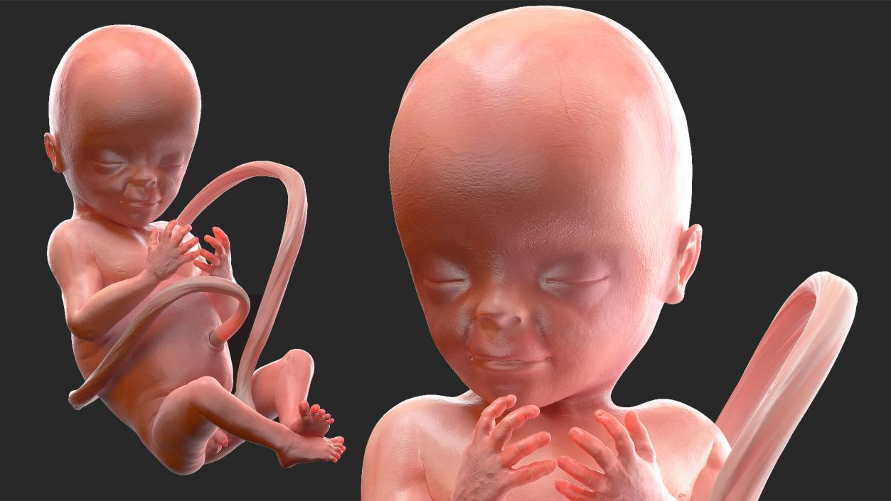 3D Human Fetus at 20 Weeks model