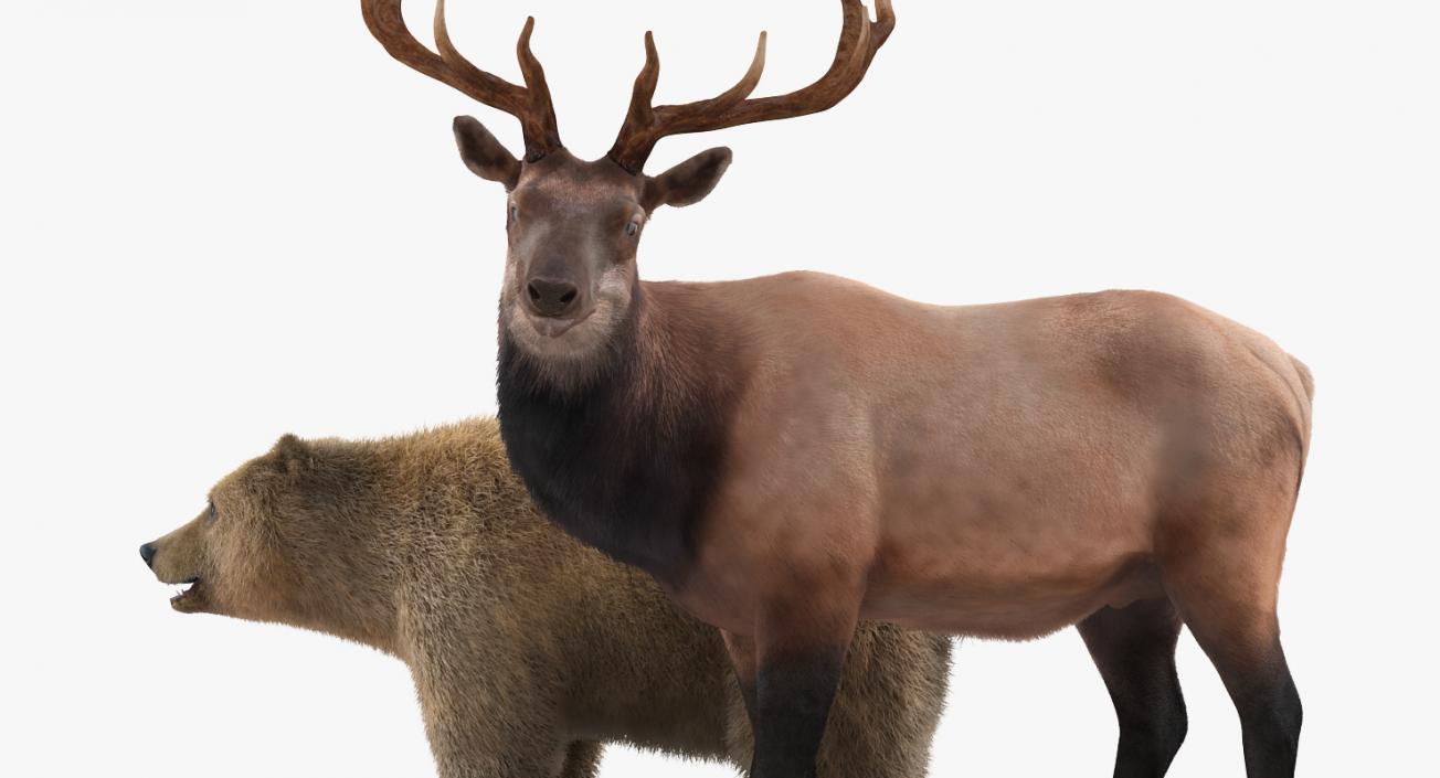 3D Bear and Elk Collection model