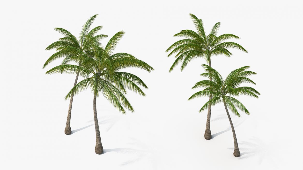 3D Tall Coconut Palm Trees model