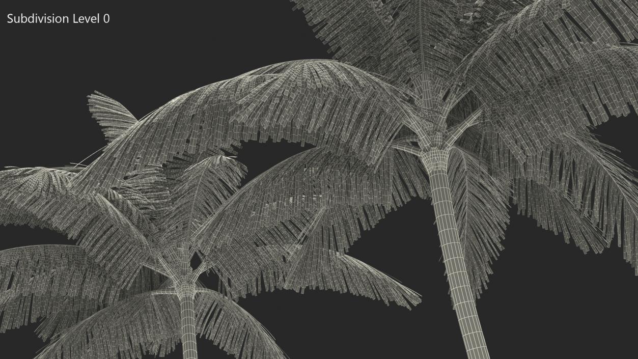 3D Tall Coconut Palm Trees model