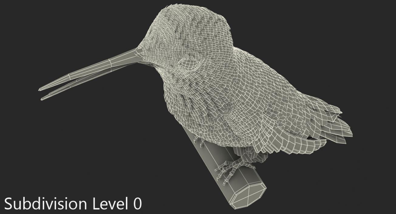 Broad Tailed Hummingbird Sitting on Branch 3D