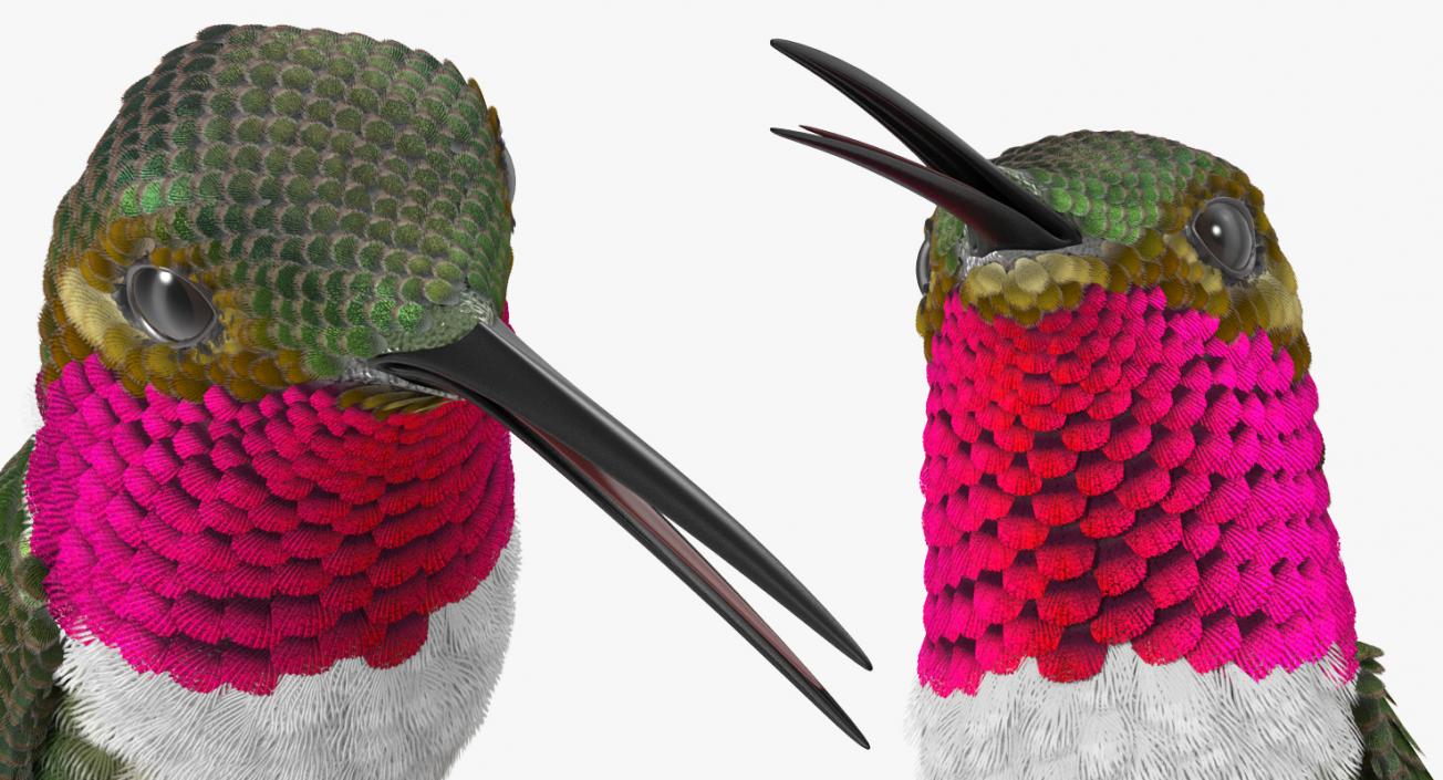 Broad Tailed Hummingbird Sitting on Branch 3D