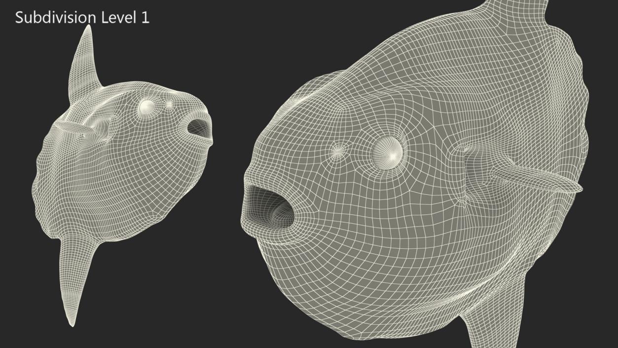 3D model Ocean Sunfish Common Mola