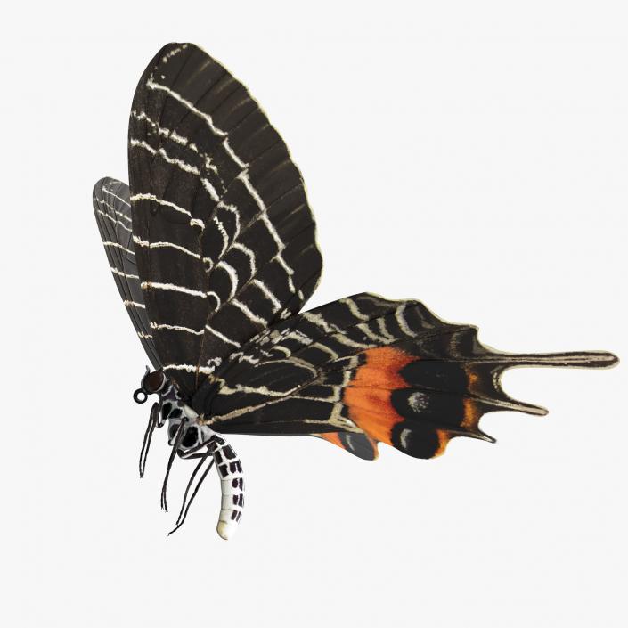 3D Bhutanitis Lidderdalii or Bhutan Glory Butterfly model