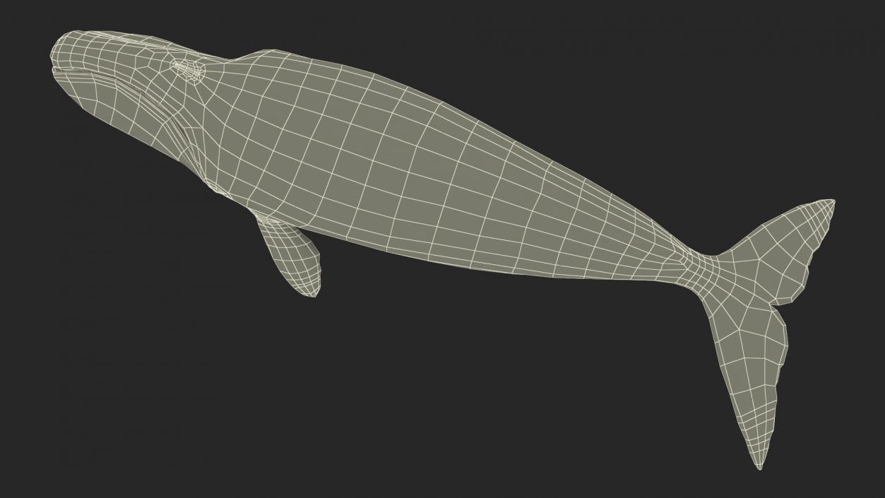 3D Bowhead Whale model
