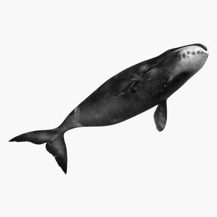 3D Bowhead Whale model