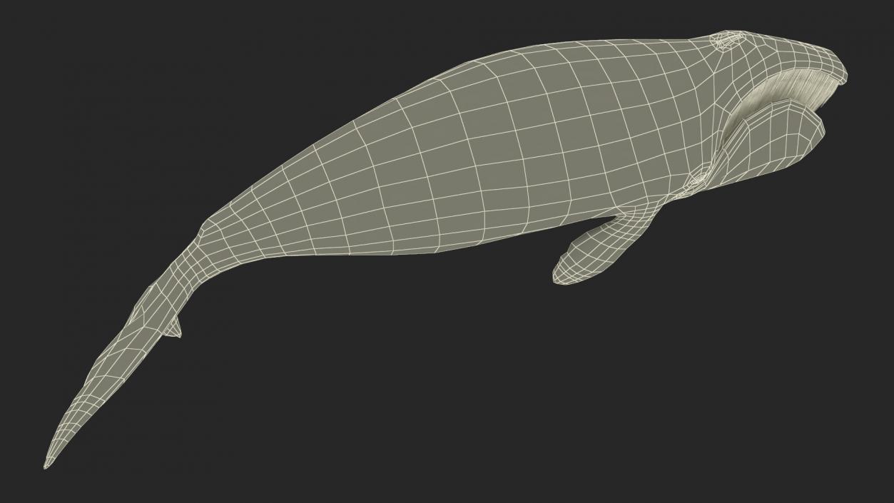 3D Resting Bowhead Whale
