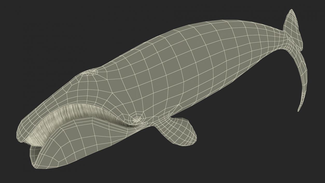 3D Resting Bowhead Whale
