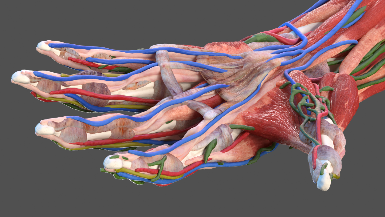 3D Male Arm Full Anatomy