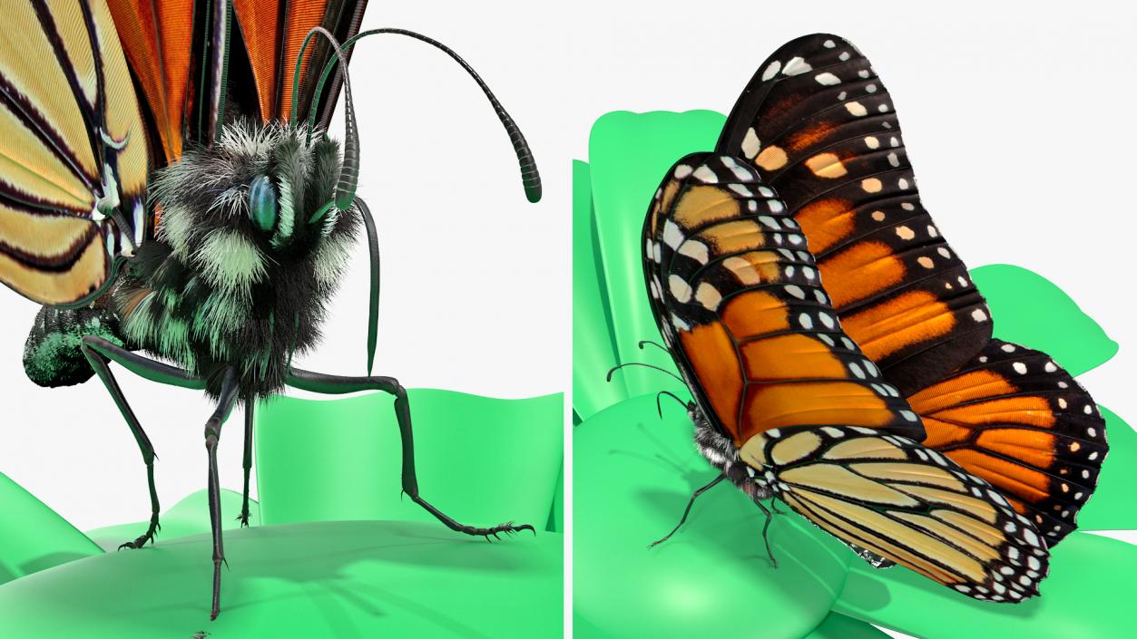 3D Animated Monarch Butterfly Collects Nectar Fur Rigged model