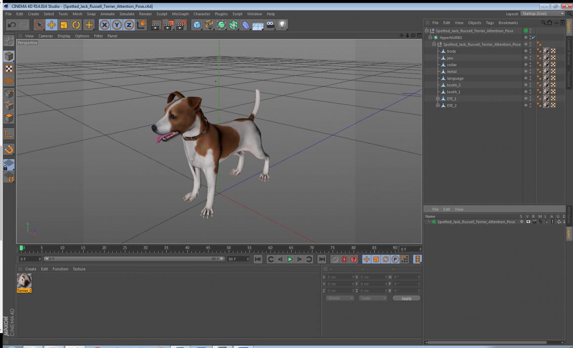 3D Spotted Jack Russell Terrier Attention Pose model