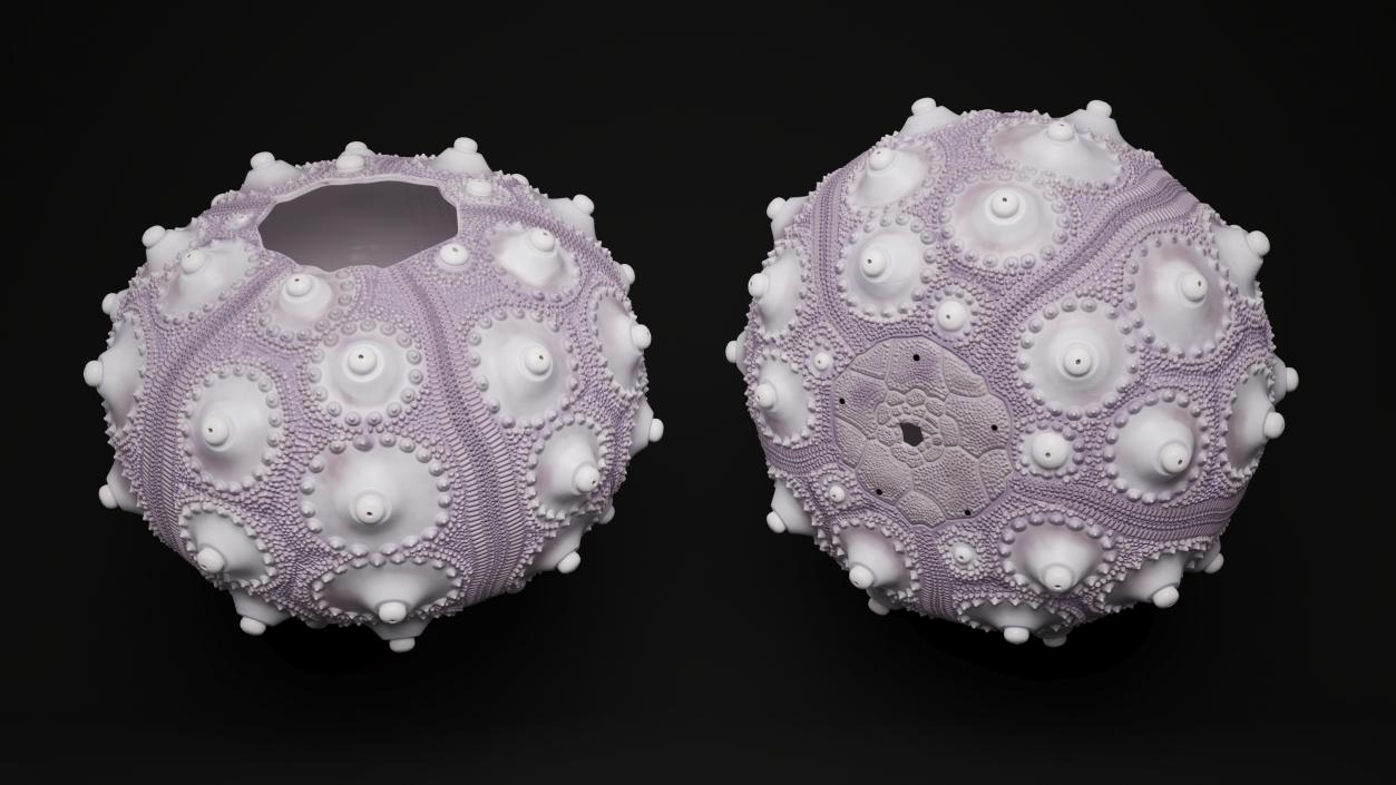 3D Purple Sputnik Sea Urchin Shell