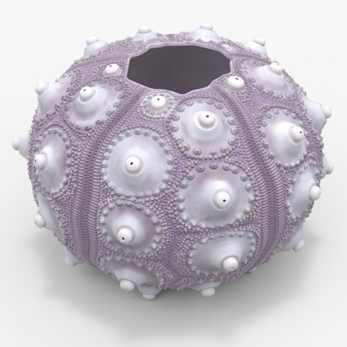 3D Purple Sputnik Sea Urchin Shell
